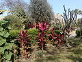 Cordylinefruticosa01.jpg