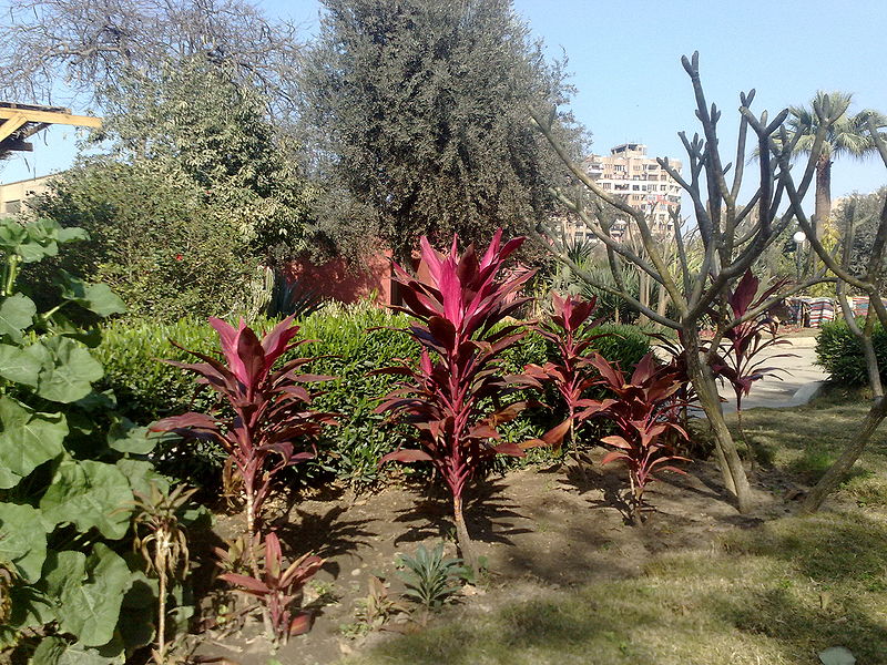 Fichier:Cordylinefruticosa01.jpg