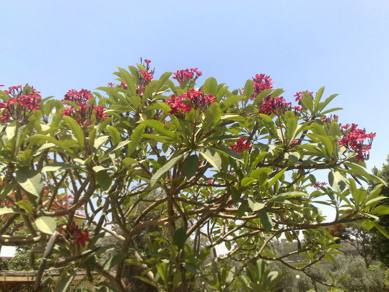 Fichier:Plumeriaacutifolia04.jpg