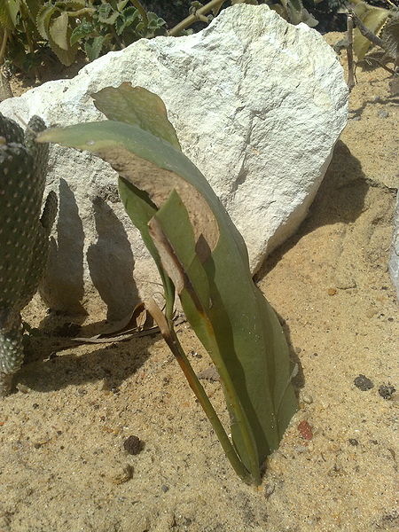 Fichier:Epiphyllumoxypetalum01.jpg
