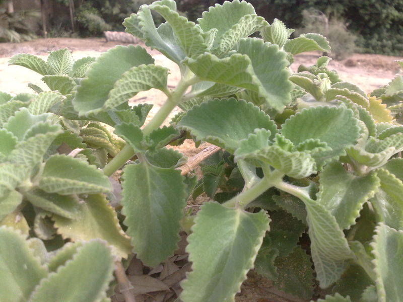 Fichier:Plectranthusamboinicus01.jpg