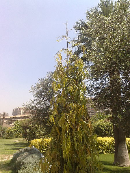 Fichier:Polyalthialongifolia03.jpg