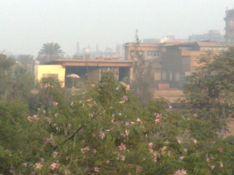 Fichier:Ceibaspeciosa05.jpg