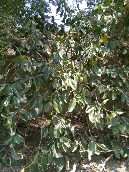 Fichier:Ficuselastica03.jpg