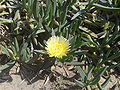 Carpobrotus02.jpg