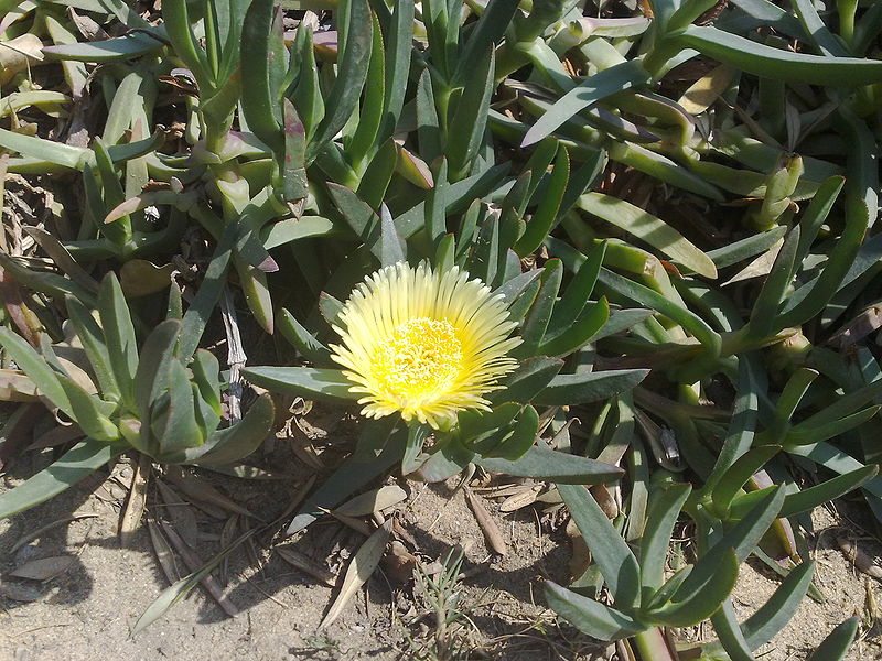 Fichier:Carpobrotus02.jpg