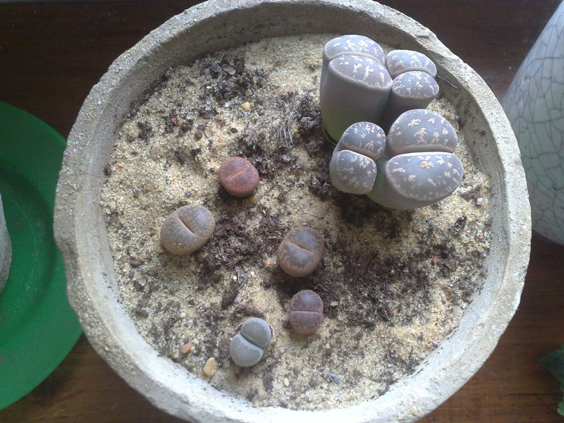 Fichier:Lithops01.jpg