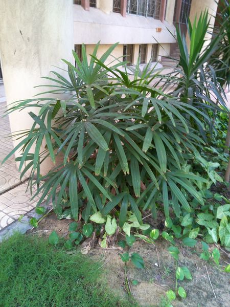 Fichier:Rhapisexcelsa03.jpg