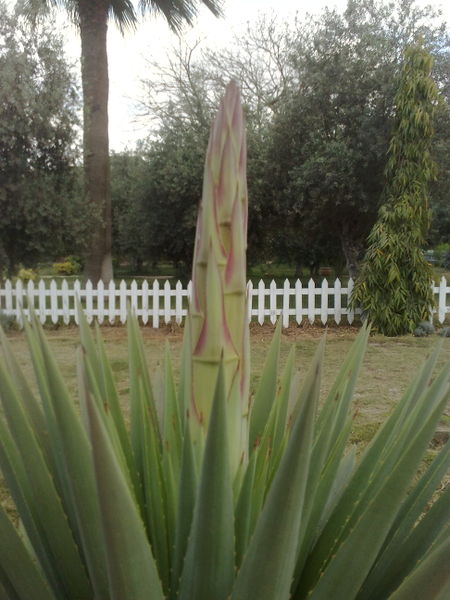 Fichier:Agaveangustifolia09.jpg