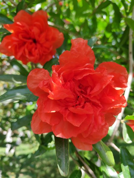 Fichier:Punicagranatum06.jpg