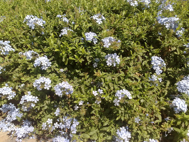 Fichier:Plumbagoauriculata01.jpg