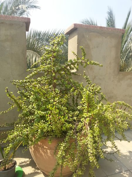 Fichier:Portulacariaafra06.jpg