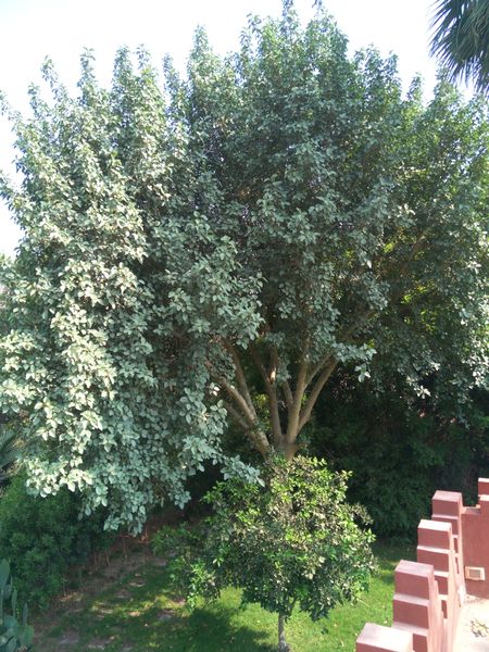 Fichier:Ficussycomorus07.jpg