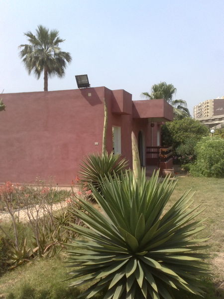 Fichier:Agaveangustifolia10.jpg