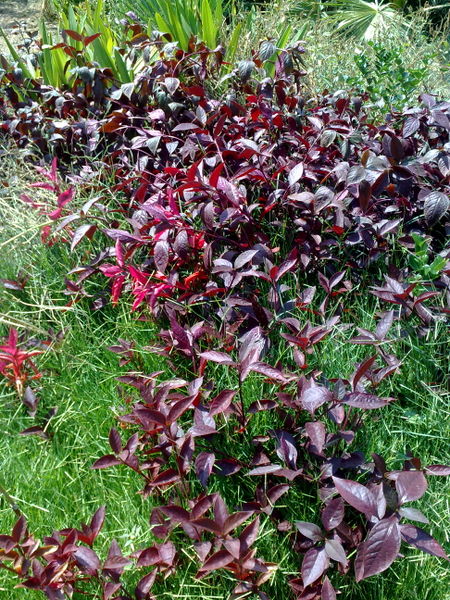 Fichier:Alternantherabrasiliana01.jpg