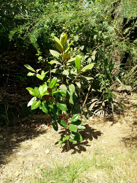 Fichier:Magnoliagrandiflora03.jpg