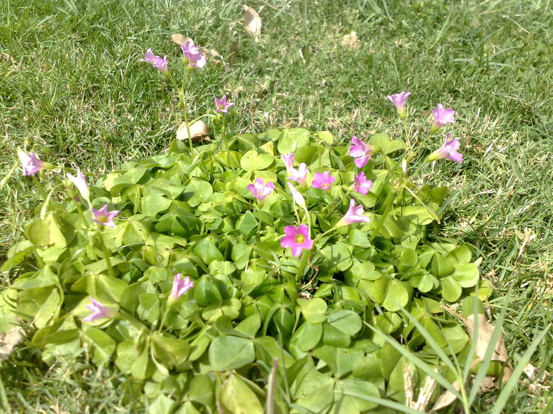 Fichier:Oxalisarticulata01.jpg