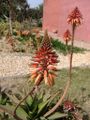 Aloesuccotrina04.jpg