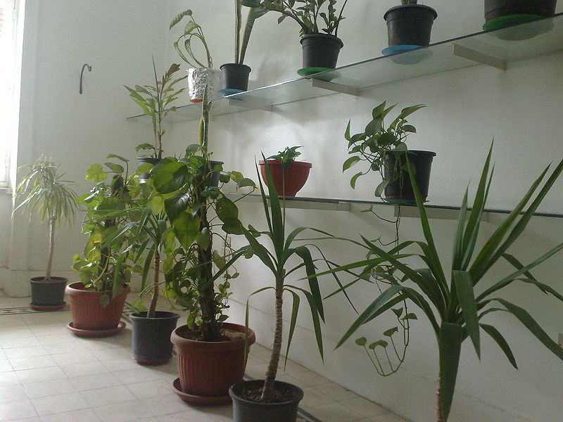 Fichier:Jardindhiver01.jpg