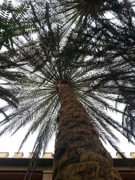 Fichier:Phoenixdactylifera06.jpg