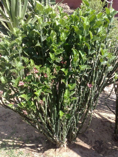 Fichier:Euphorbiatithymaloides03.jpg