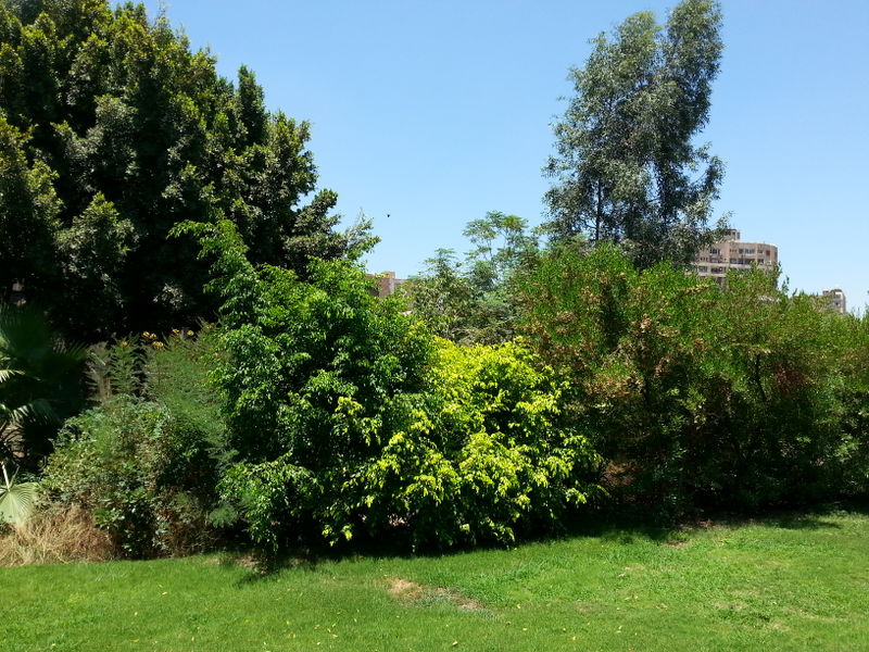 Fichier:Jungle22.jpg