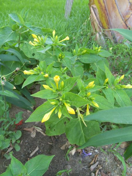 Fichier:Mirabilisjalapa02.jpg
