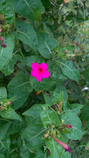 Fichier:Mirabilisjalapa05.jpg
