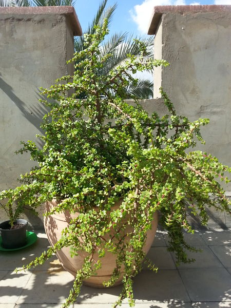 Fichier:Portulacariaafra05.jpg