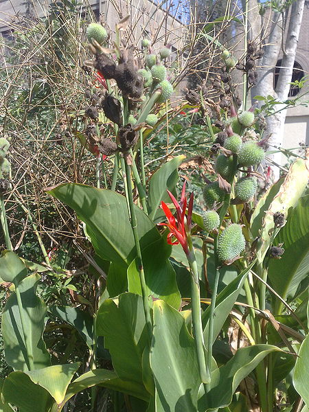 Fichier:Canna03.jpg