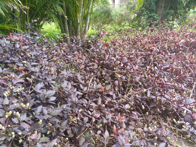 Fichier:Alternantherabrasiliana05.jpg