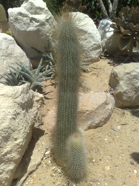 Fichier:Cleistocactusnon-identifie02.jpg