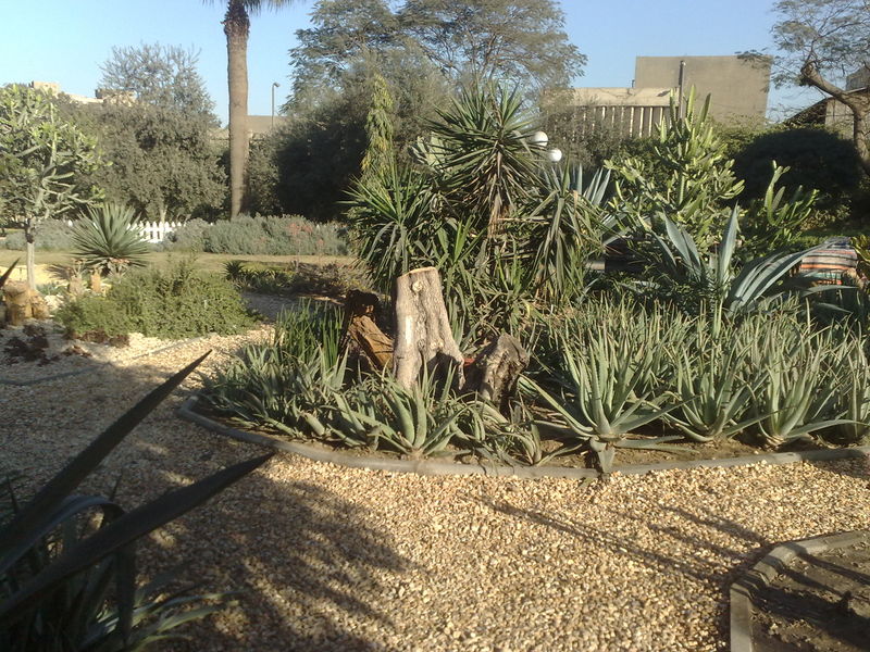 Fichier:Cactus08.jpg