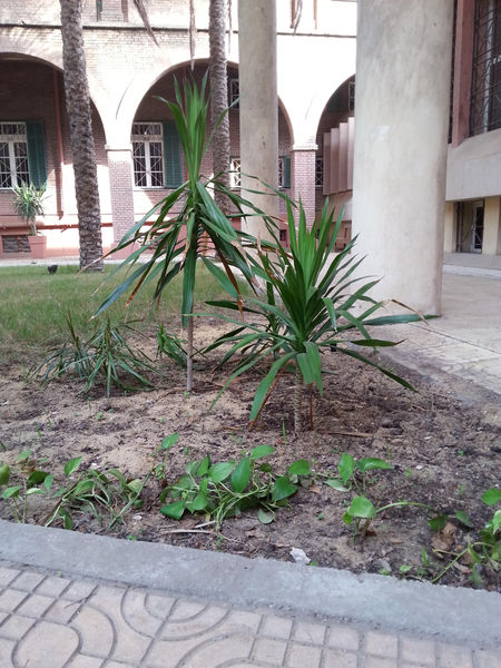 Fichier:Palmeraie08.jpg
