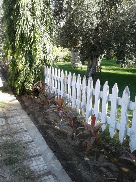 Fichier:Cordylinefruticosa05.jpg