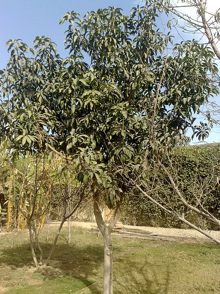 Fichier:Mangiferaindica01.jpg