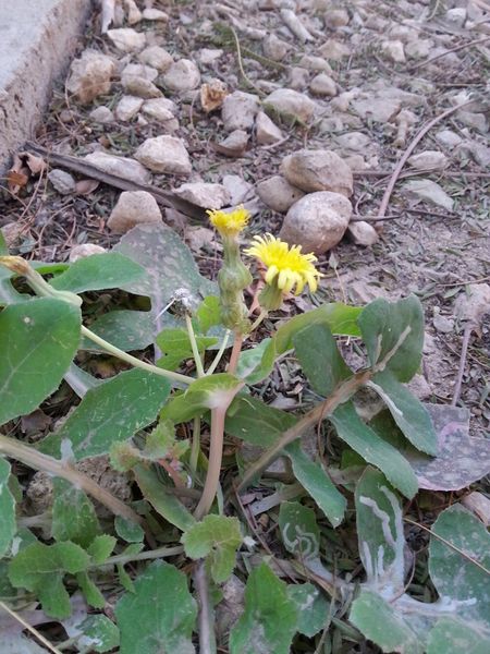 Fichier:Taraxacumturcicum02.jpg