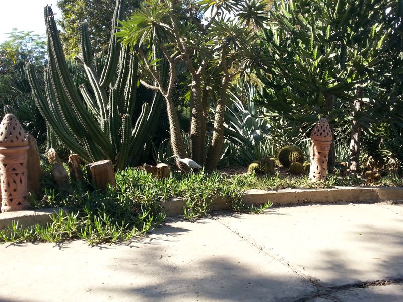 Fichier:Cactus20.jpg