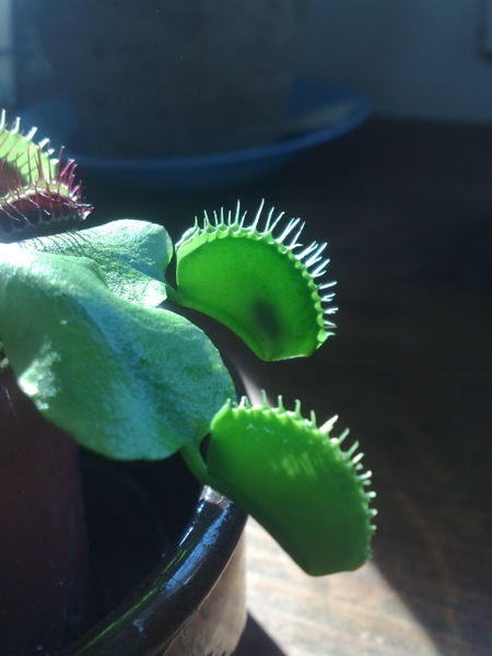 Fichier:Dionaeamuscipula02.jpg