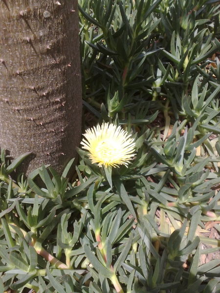 Fichier:Carpobrotus03.jpg