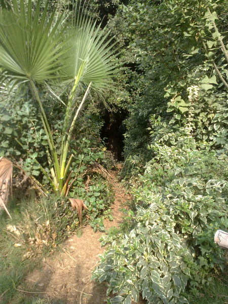 Fichier:Jungle15.jpg