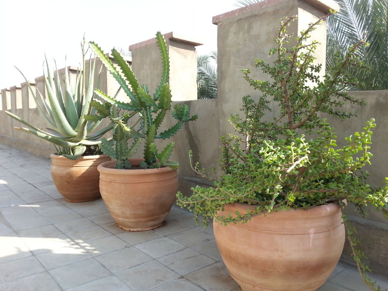 Fichier:Terrasse01.jpg