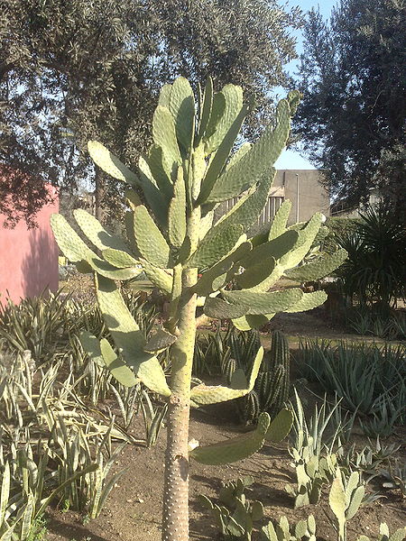 Fichier:Consoleamoniliformis01.jpg