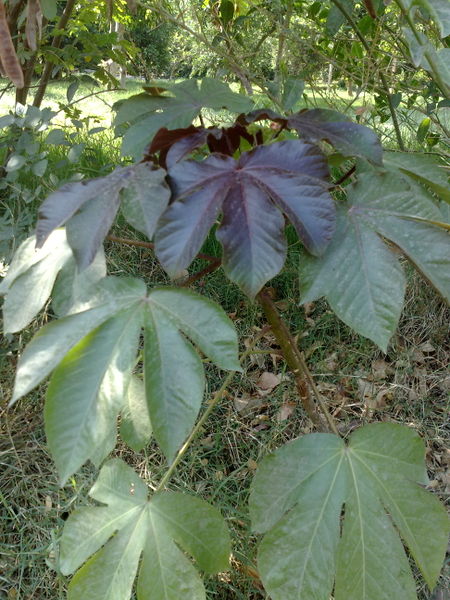 Fichier:Ricinuscommunis01.jpg