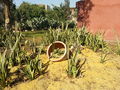 Cactus15.jpg
