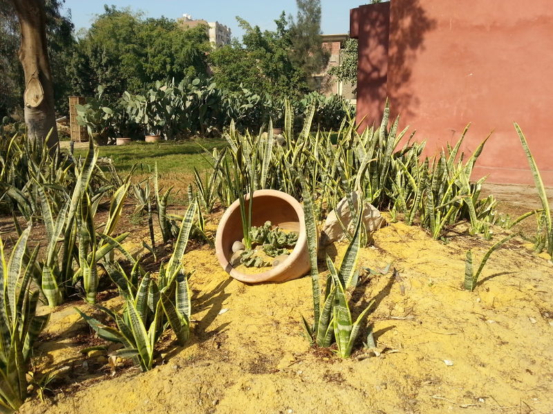 Fichier:Cactus15.jpg