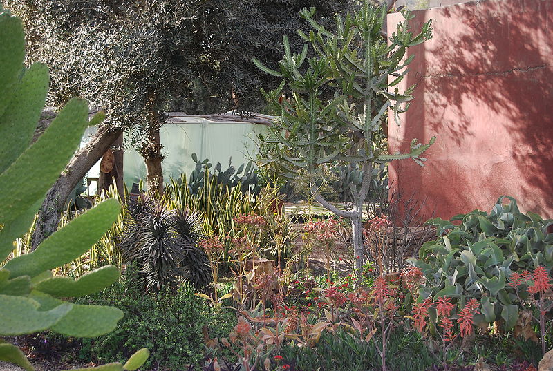 Fichier:Cactus04.jpg
