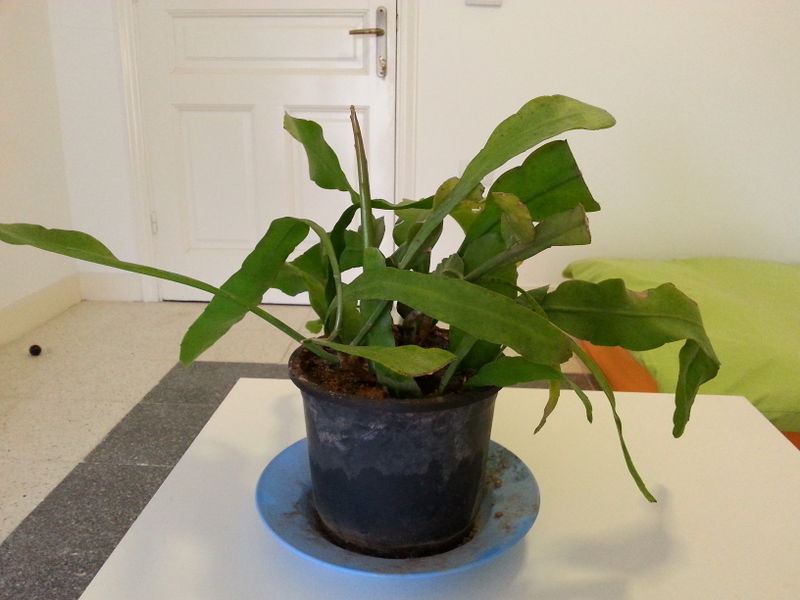 Fichier:Epiphyllumoxypetalum05.jpg
