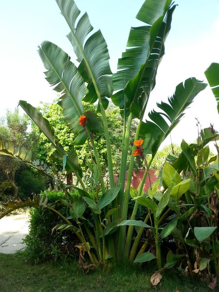 Fichier:Ravenalamadagascariensis06.jpg