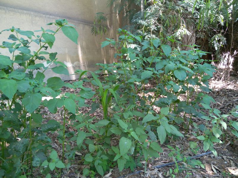 Fichier:Solanumnigrum04.jpg